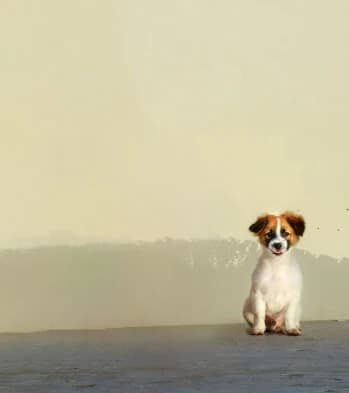 Dog portrait after the requested people have been removed.