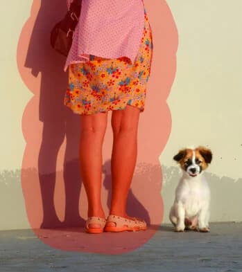 Dog portrait, original photo