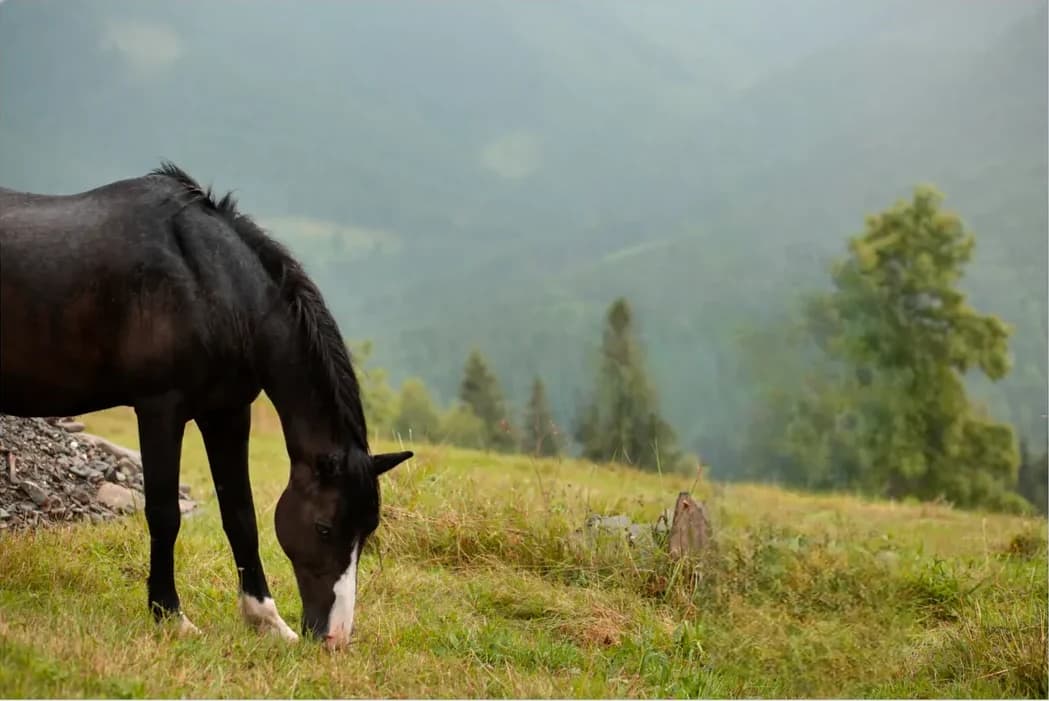 Horse in a meadow after the requested people have been removed.